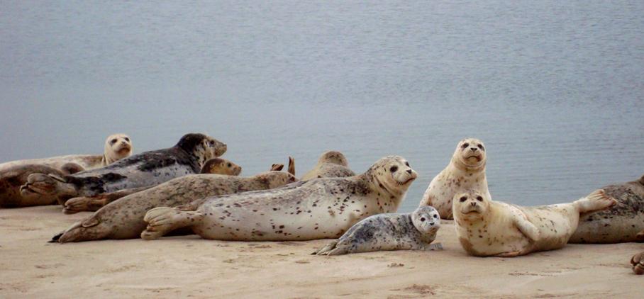 Seals on the Alsea Bay